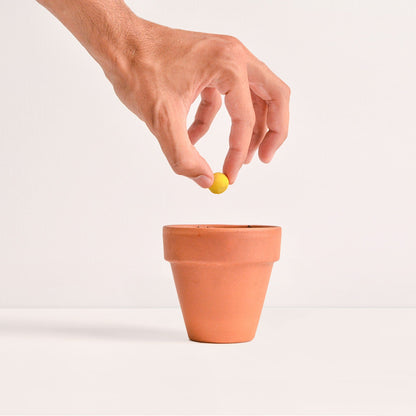 Rippotai Bombe semi Cuori San Valentino – Portachiavi con Semi che Fioriscono -kit da 2