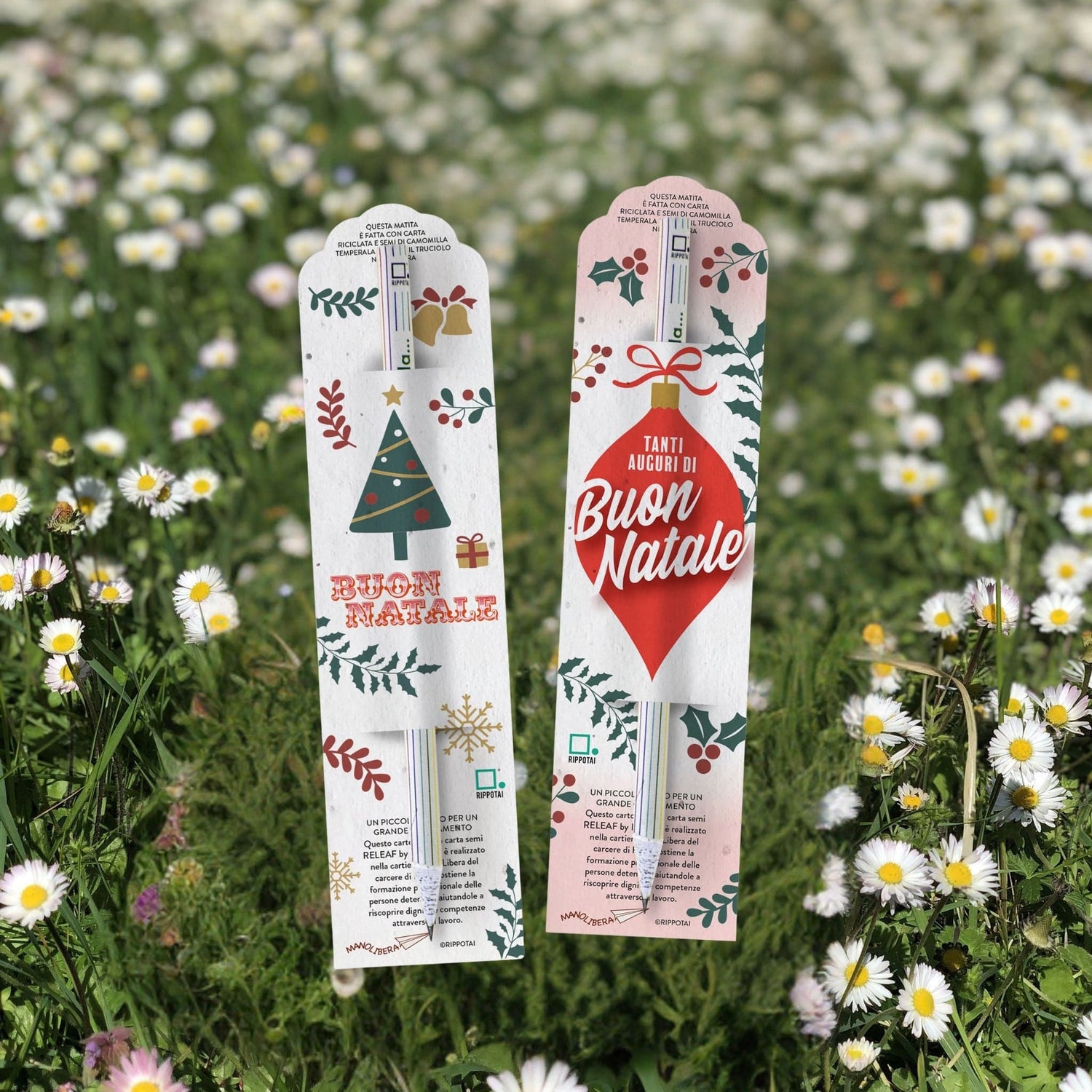 Rippotai Matite piantabili Matite Piantabili Natalizie con Semi di Camomilla – Kit da 2 in Carta solidale Releaf